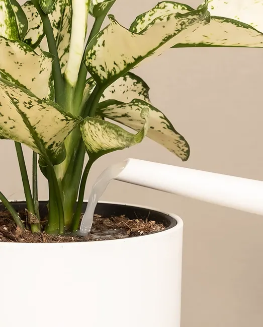 Entretien des plantes d’intérieur