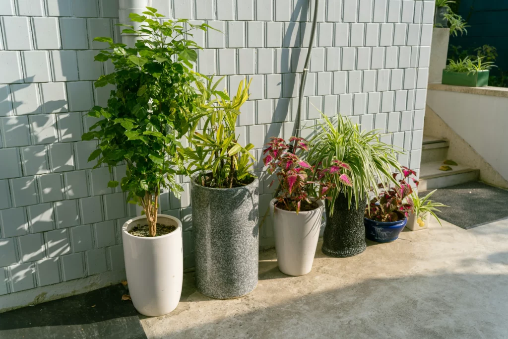 Location plantes