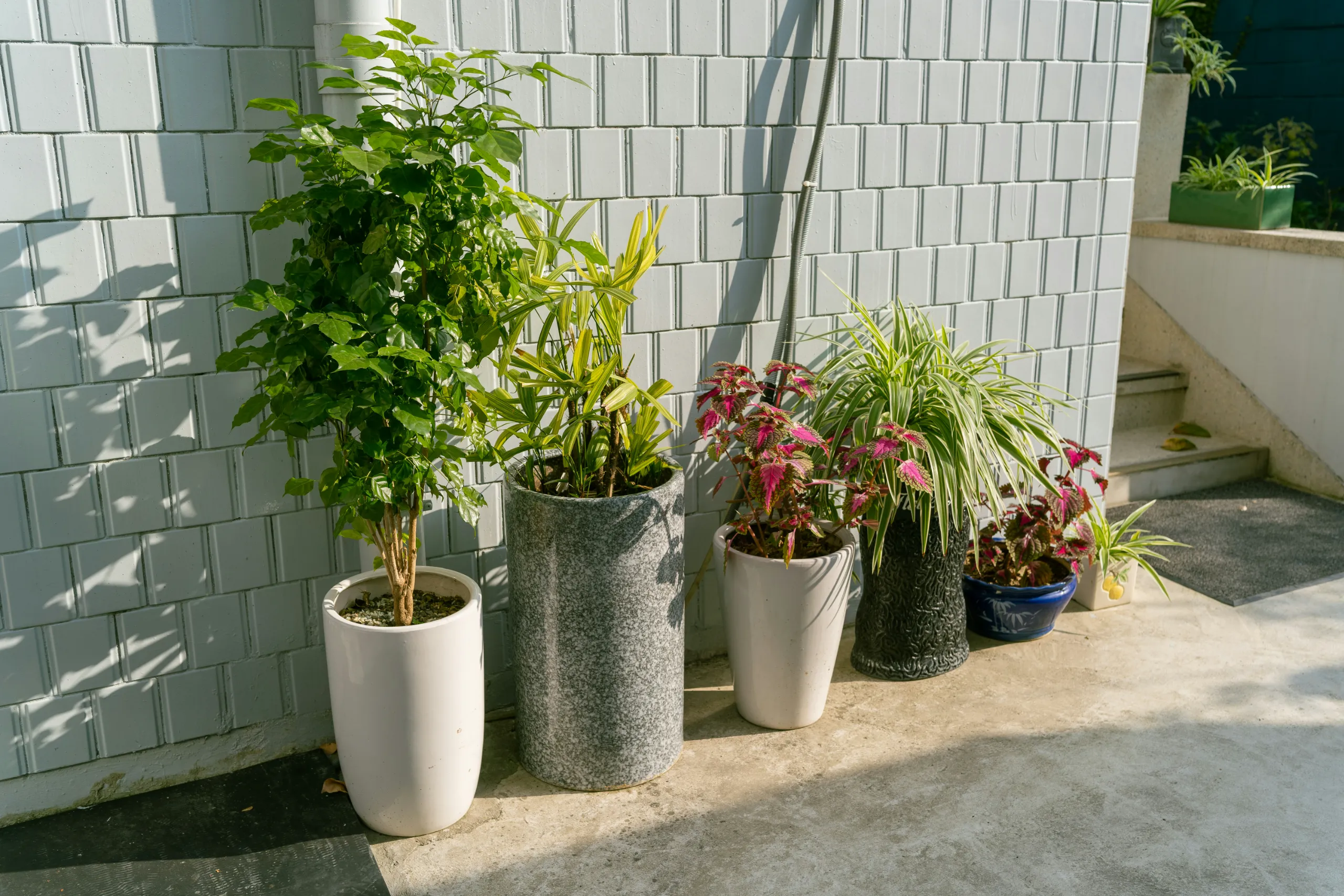 Location plantes